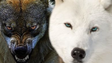 pensieri negativi ossessivi la leggenda dei due lupi