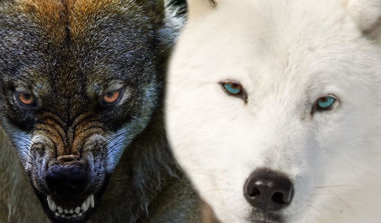 pensieri negativi ossessivi la leggenda dei due lupi